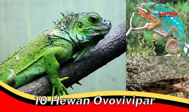 10 hewan ovovivipar 10 hewan ovovivipar