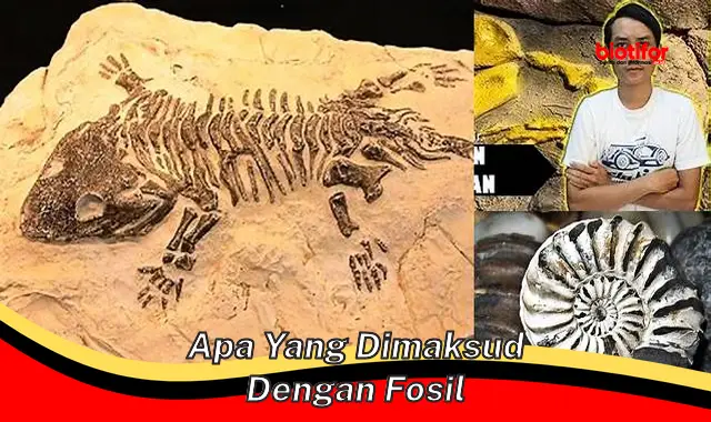 Mengenal Fosil: Bukti Sejarah Kehidupan di Bumi