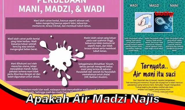 apakah air madzi najis apakah air madzi najis