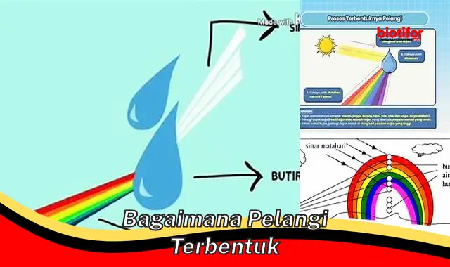 bagaimana pelangi terbentuk bagaimana pelangi terbentuk