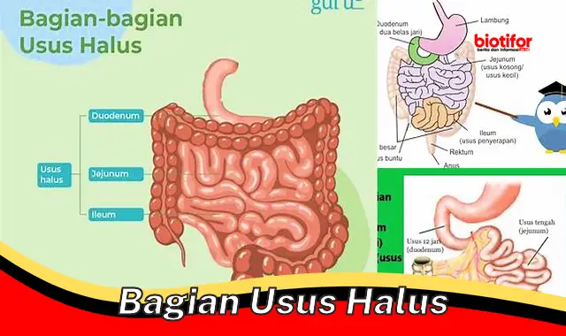 Kenali Bagian Usus Halus: Organ Penting Penyerapan Nutrisi