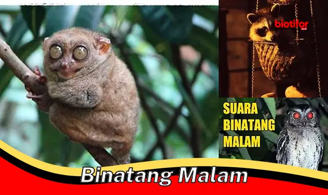 Mengenal Binatang Malam: Spesies Unik dalam Gelap