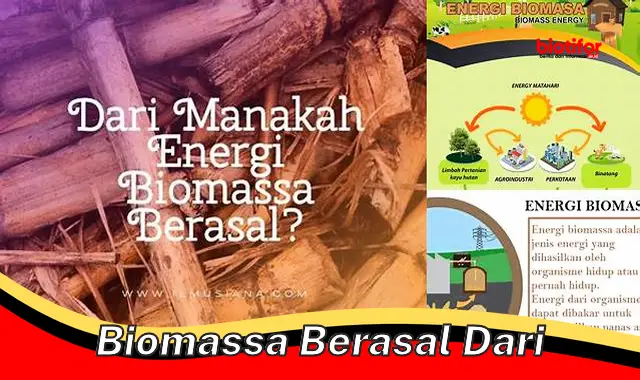 biomassa berasal dari biomassa berasal dari