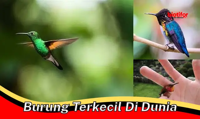 Mengenal Burung Terkecil di Dunia: Keajaiban Alam yang Mungil dan Penting