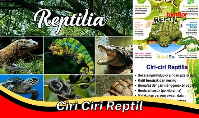 Ciri-Ciri Reptil: Kenali Karakteristik Uniknya