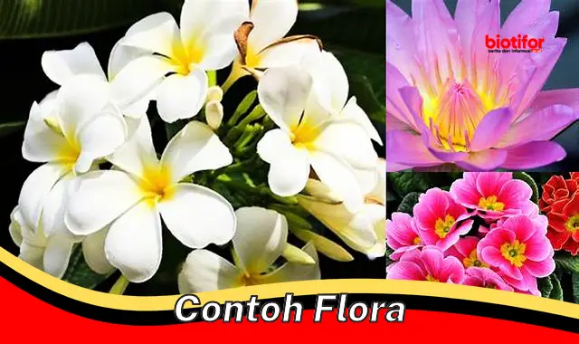 contoh flora contoh flora
