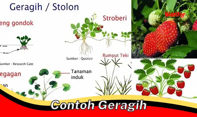 contoh geragih contoh geragih
