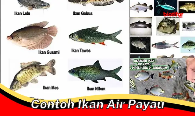 Ikan Air Payau: Pengertian, Habitat, dan Contohnya