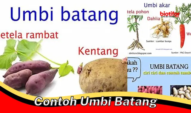 Kenali Kehebatan Contoh Umbi Batang: Sumber Pangan dan Industri