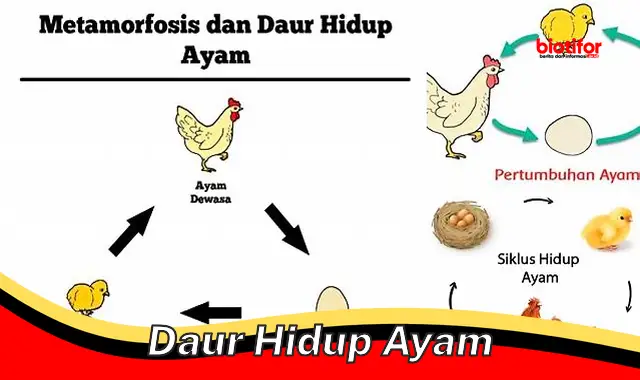 Panduan Lengkap Daur Hidup Ayam untuk Optimalisasi Peternakan