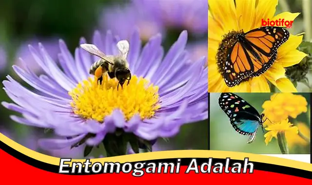 entomogami adalah