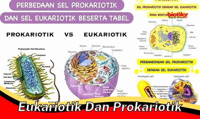 eukariotik dan prokariotik eukariotik dan prokariotik