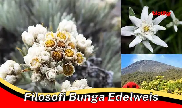 filosofi bunga edelweis filosofi bunga edelweis