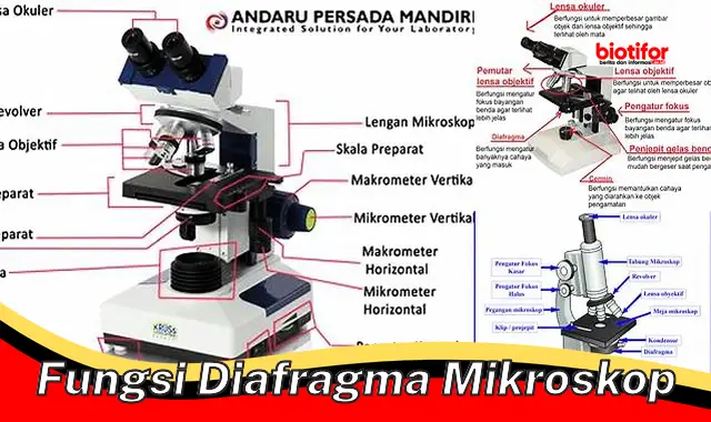 Memaksimalkan Fungsi Diafragma Mikroskop untuk Gambar Berkualitas