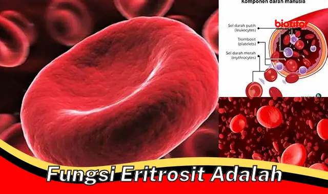 Pentingnya Fungsi Eritrosit: Mengangkut Oksigen dan Menghilangkan Karbon Dioksida