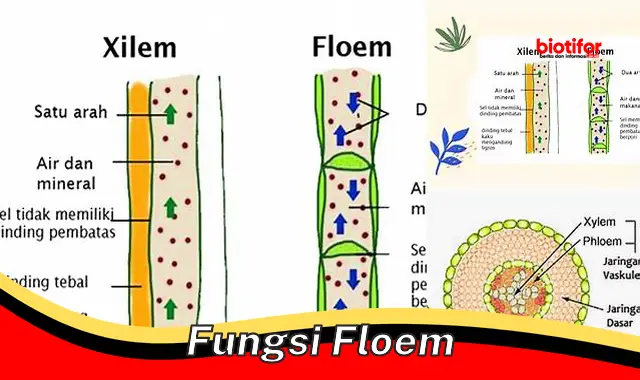 Fungsi Floem: Jaringan Penting untuk Kelangsungan Hidup Tumbuhan