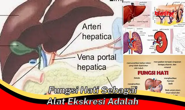 Peran Penting Fungsi Hati sebagai Alat Ekskresi