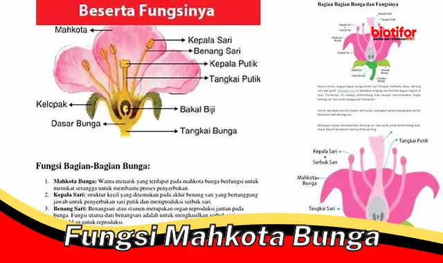 fungsi mahkota bunga fungsi mahkota bunga