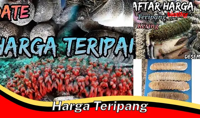 Harga Teripang: Semua yang Perlu Anda Ketahui