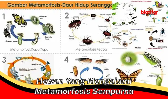 Hewan Mengagumkan dengan Metamorfosis Sempurna