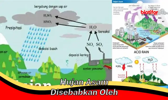 Kenapa Hujan Asam Terjadi dan Apa Akibatnya