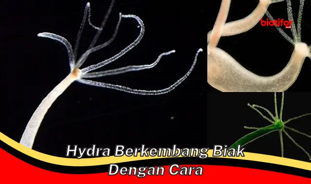 Cara Unik Hydra Berkembang Biak: Cepat, Mudah, dan Efektif