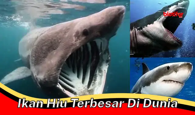 ikan hiu terbesar di dunia ikan hiu terbesar di dunia