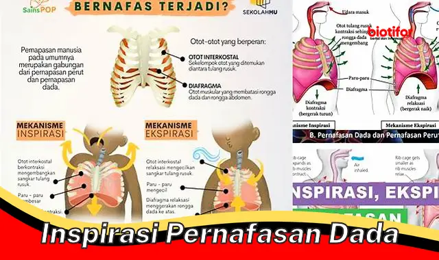 inspirasi pernafasan dada inspirasi pernafasan dada