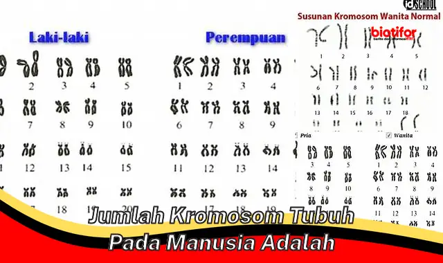 jumlah kromosom tubuh pada manusia adalah jumlah kromosom tubuh pada manusia adalah