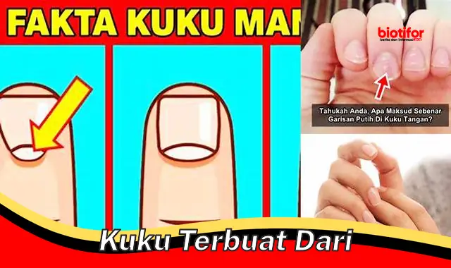 kuku terbuat dari kuku terbuat dari