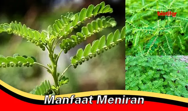 manfaat meniran manfaat meniran