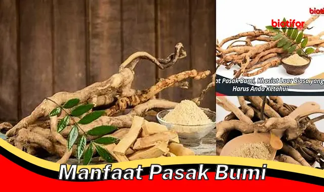 Nikmati Berbagai Manfaat Ajaib Pasak Bumi untuk Kesehatan Anda