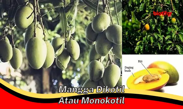 mangga dikotil atau monokotil mangga dikotil atau monokotil