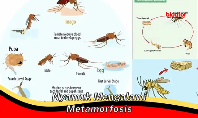 Rahasia Metamorfosis Nyamuk yang Menakjubkan