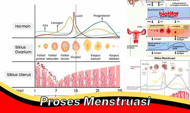 Seluk Beluk Proses Menstruasi yang Penting Diketahui Wanita