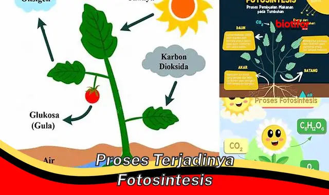 proses terjadinya fotosintesis proses terjadinya fotosintesis