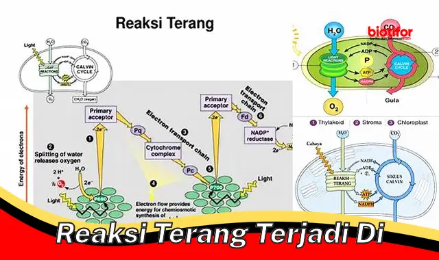 Reaksi Terang: Pentingnya Energi Cahaya untuk Fotosintesis