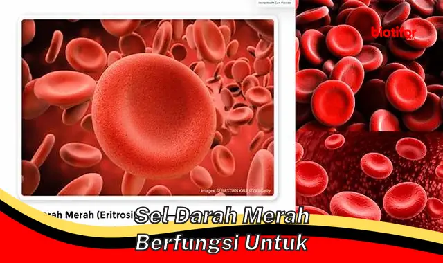 sel darah merah berfungsi untuk sel darah merah berfungsi untuk