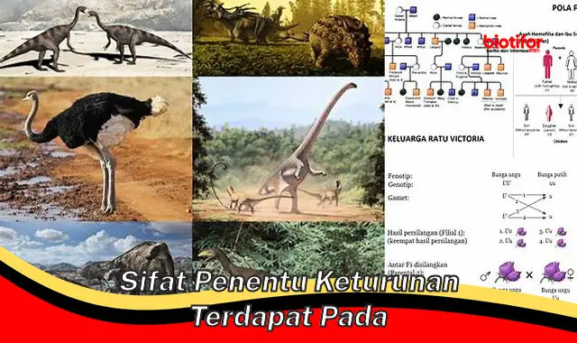 sifat penentu keturunan terdapat pada sifat penentu keturunan terdapat pada