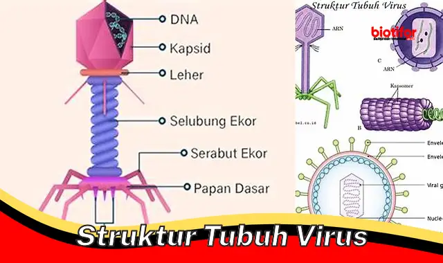 Struktur Tubuh Virus: Kunci Pemahaman Sifat dan Patogenitas Virus