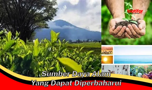 Sumber Daya Alam yang Dapat Diperbarui: Pilar Keberlanjutan Masa Depan