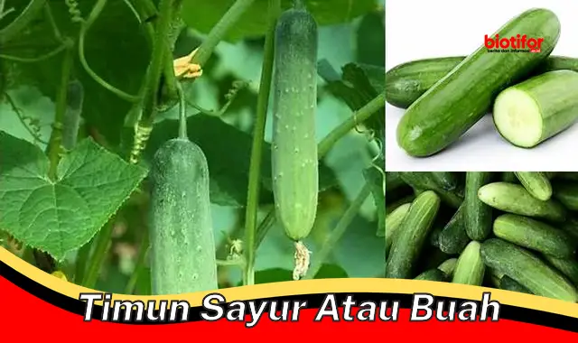 Manfaat dan Keunikan Timun: Buah atau Sayur?