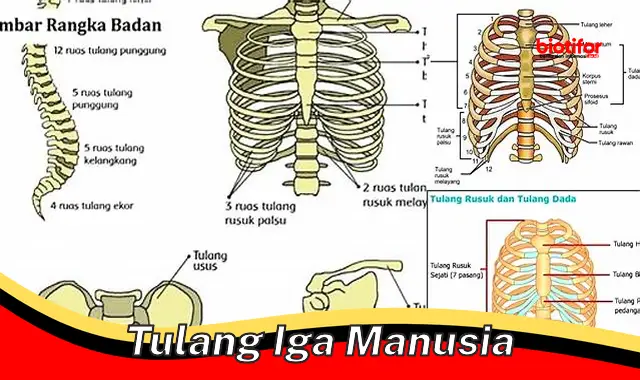 Rahasia Tulang Iga Manusia: Pelindung Vital dan Penunjang Pernapasan