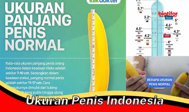 ukuran penis indonesia ukuran penis indonesia