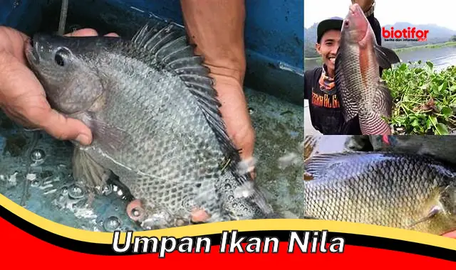 umpan ikan nila umpan ikan nila