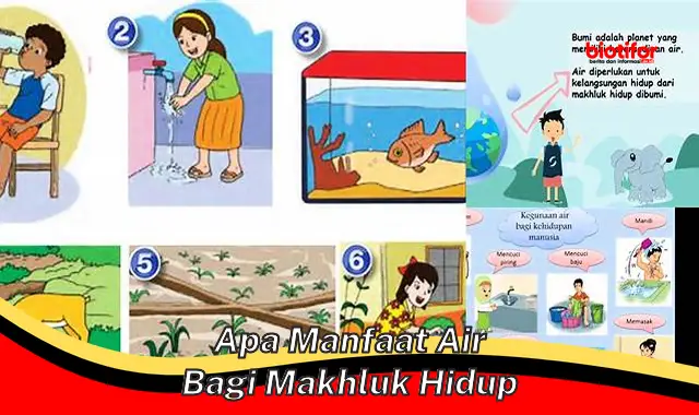apa manfaat air bagi makhluk hidup apa manfaat air bagi makhluk hidup