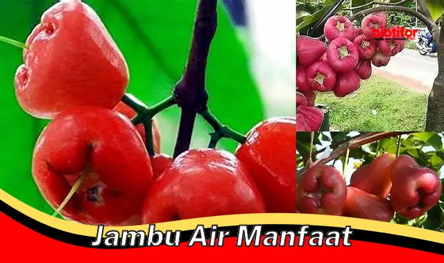 Temukan 5 Khasiat Buah Jambu Air yang Jarang Diketahui