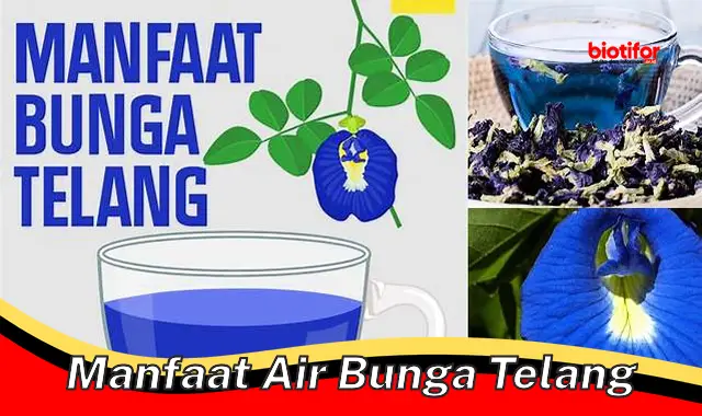 Temukan Manfaat Air Bunga Telang yang Jarang Diketahui