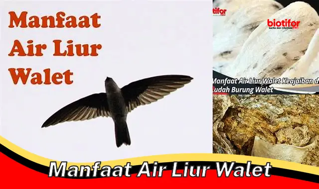 Temukan Khasiat Air Liur Walet yang Jarang Diketahui