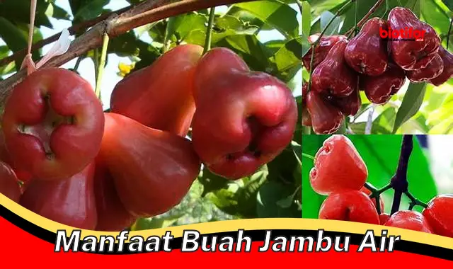 Temukan 5 Manfaat Buah Jambu Air yang Jarang Diketahui